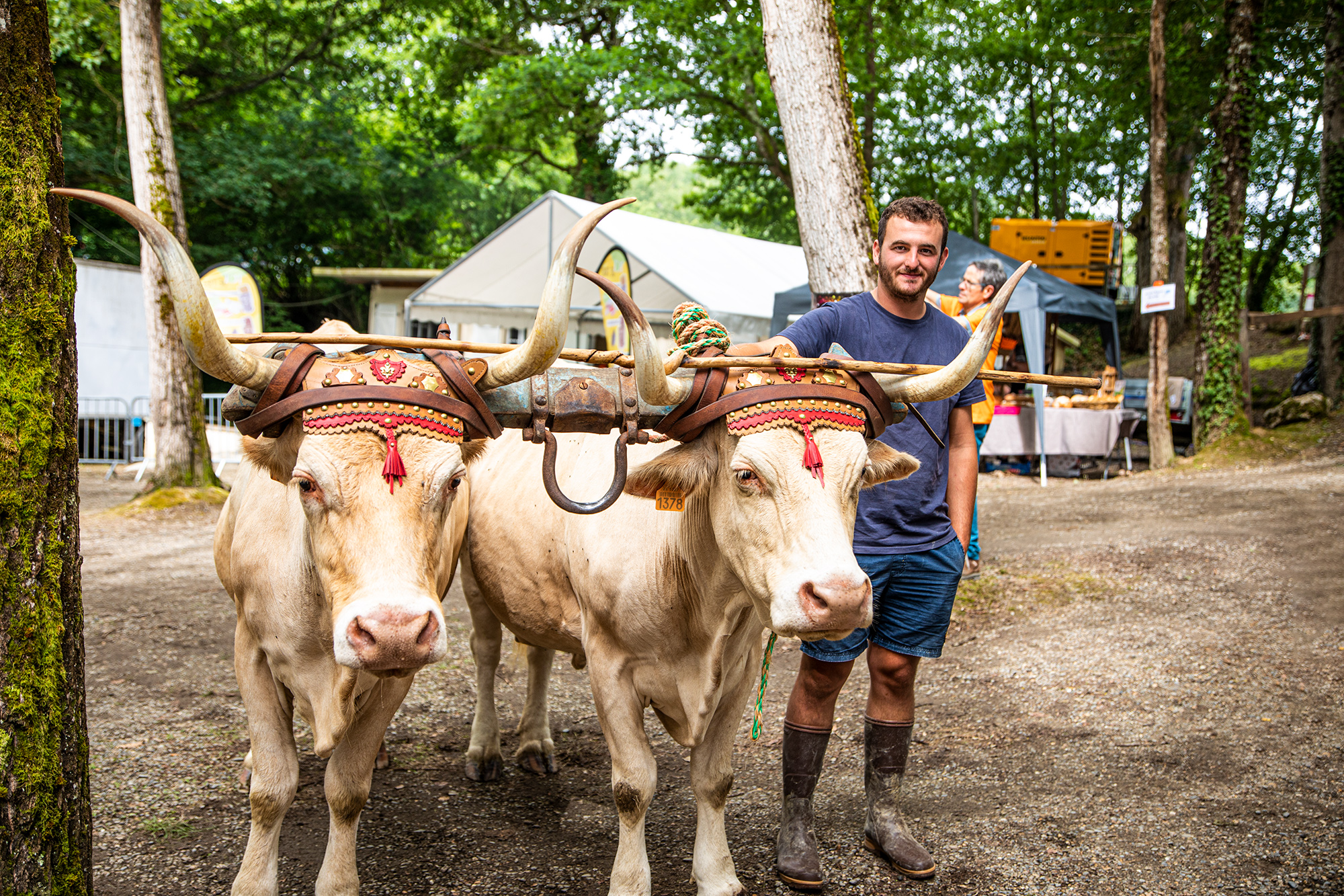 5 Attelage de vaches écofête Perchède 1bis 040721.jpg