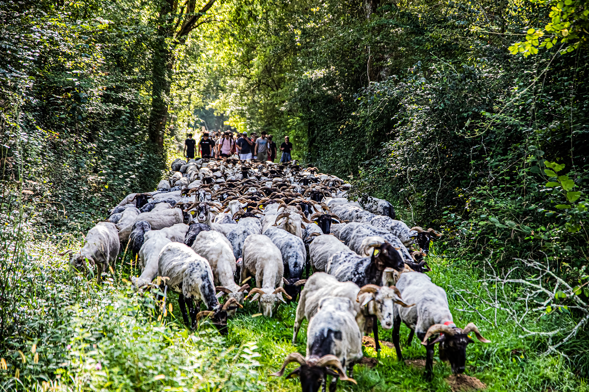 6 Arrivée du troupeau avec suite 1bis 170921.jpg