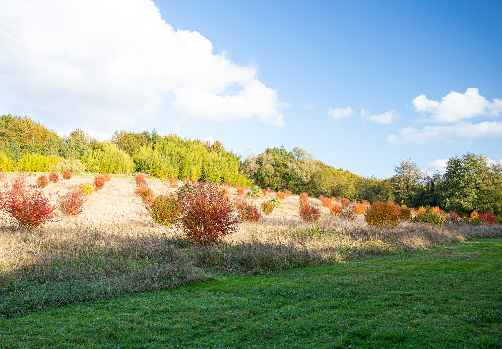 12 Vue générale du parc de lagerstroemia 1bis 081121.jpg