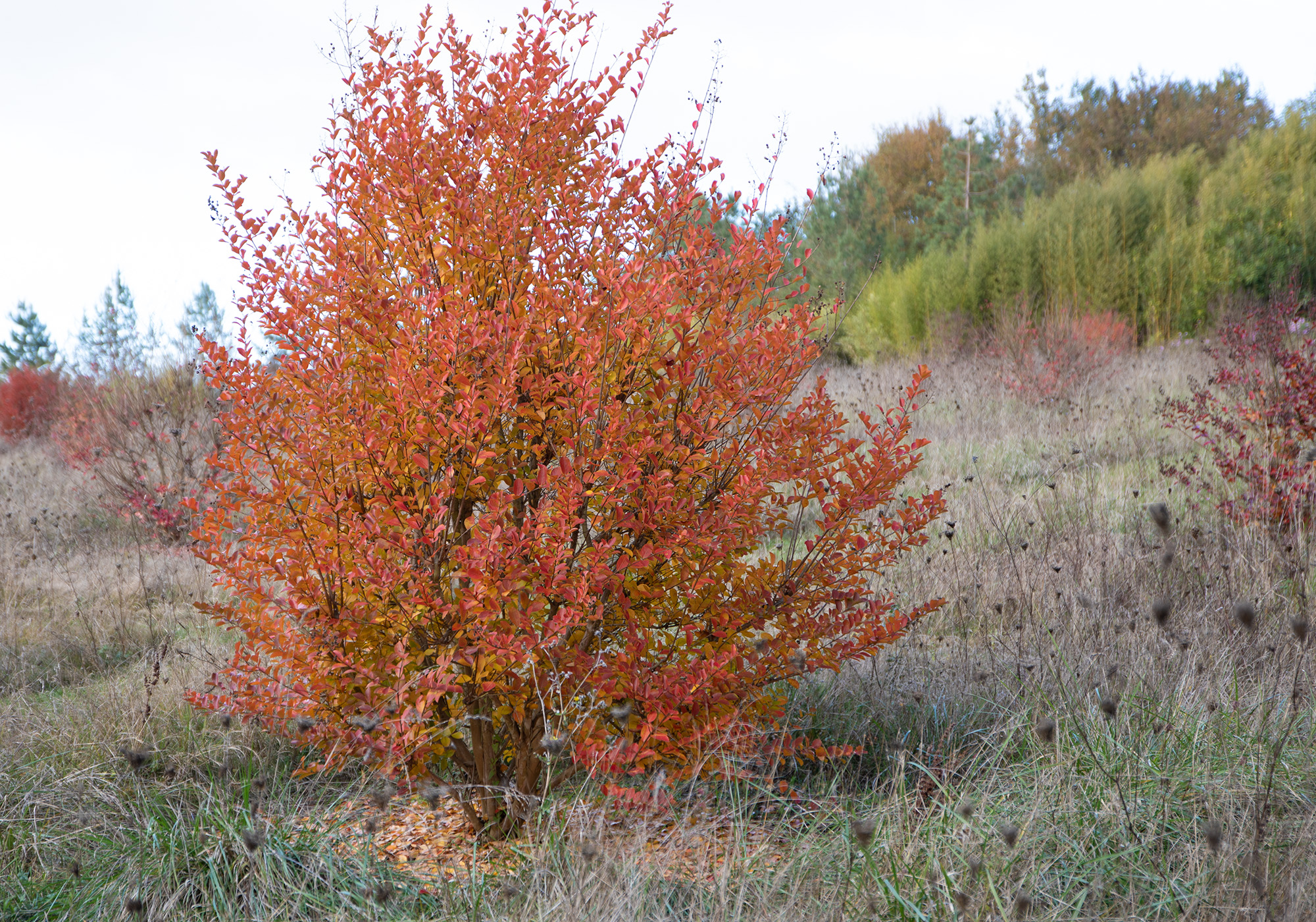 5 Lagerstroemia 1bis 081121.jpg