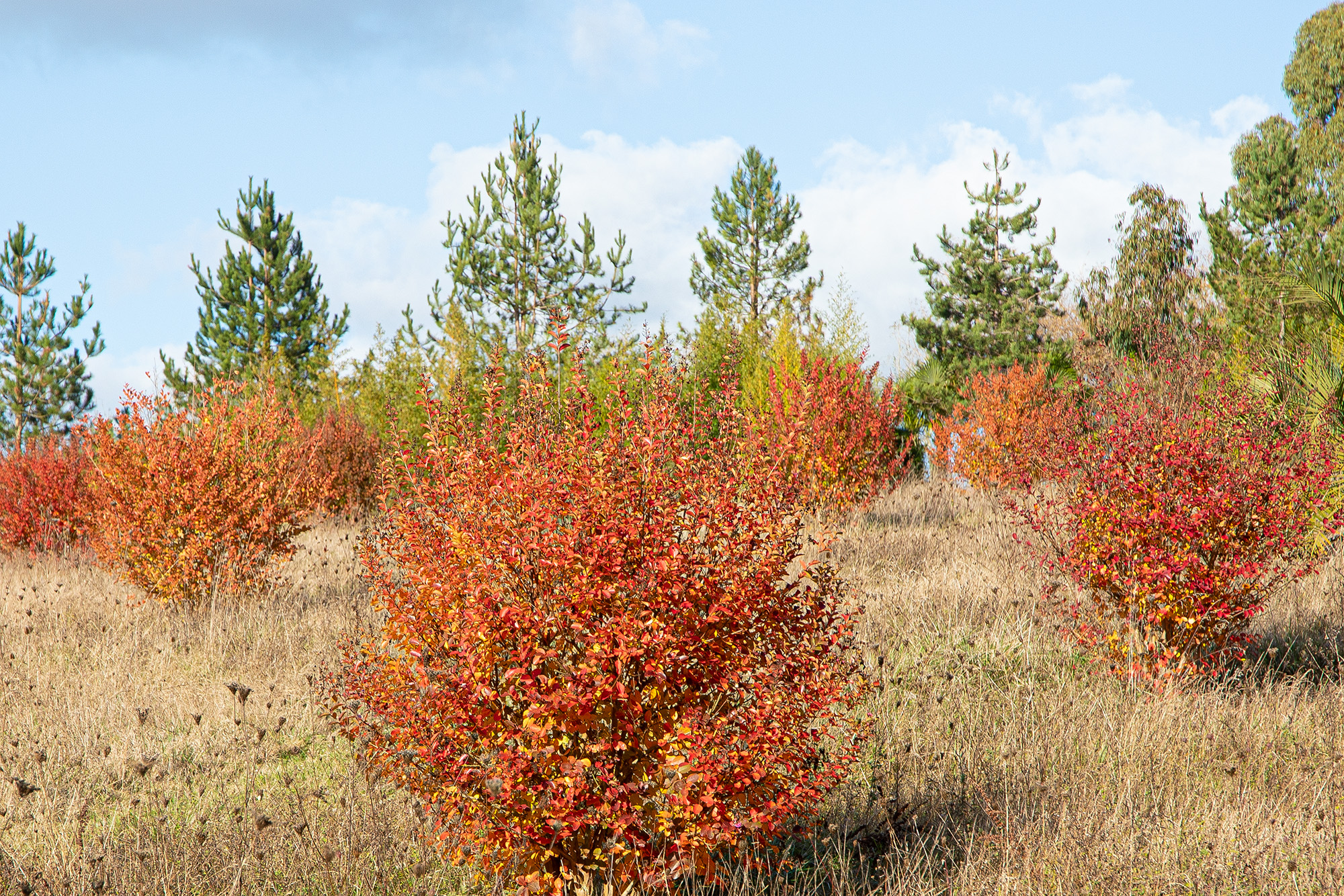 8 Lagerstroemias 1bis 081121.jpg