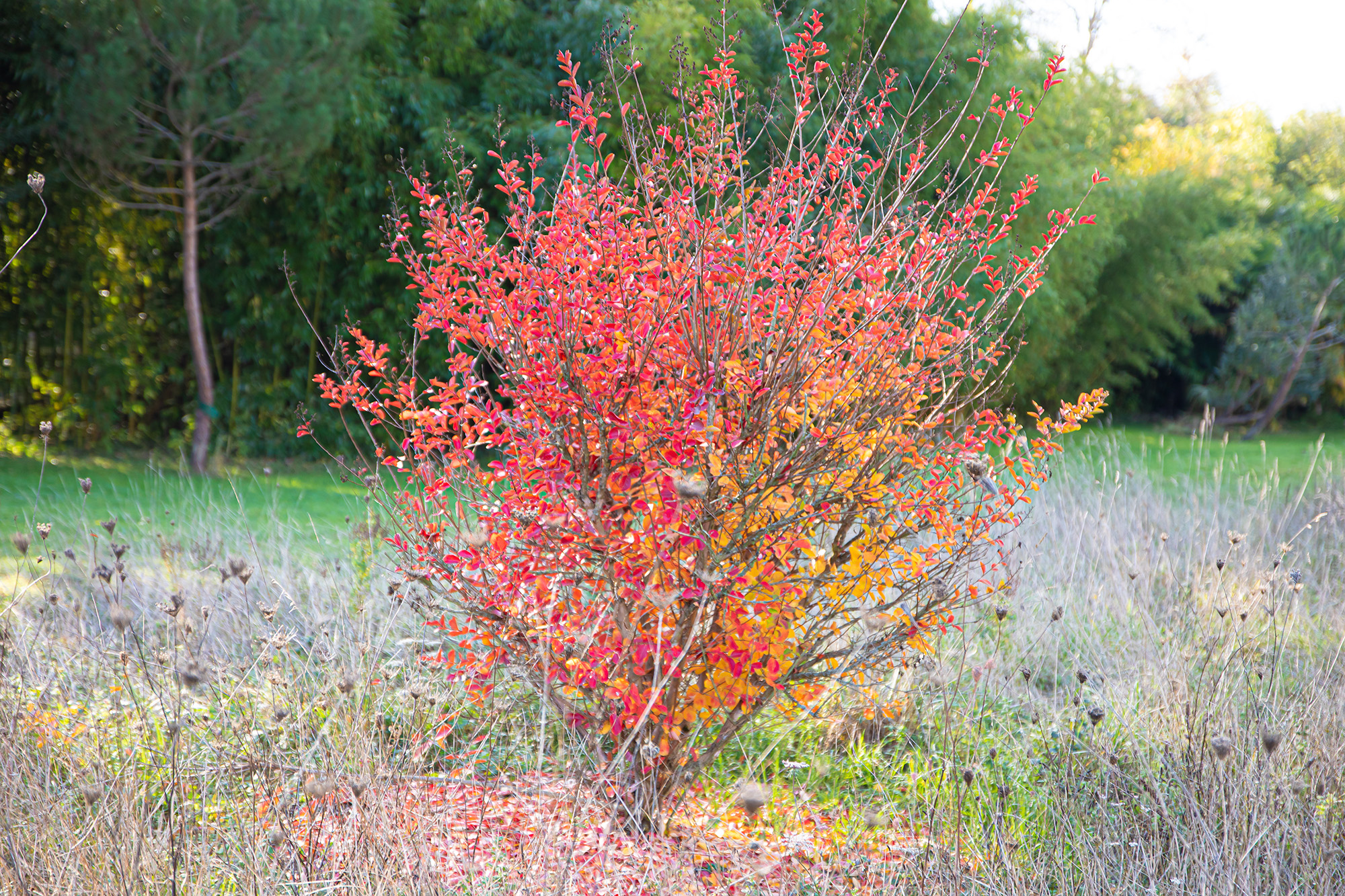 9 Lagerstroemia rouge 1bis 081121.jpg