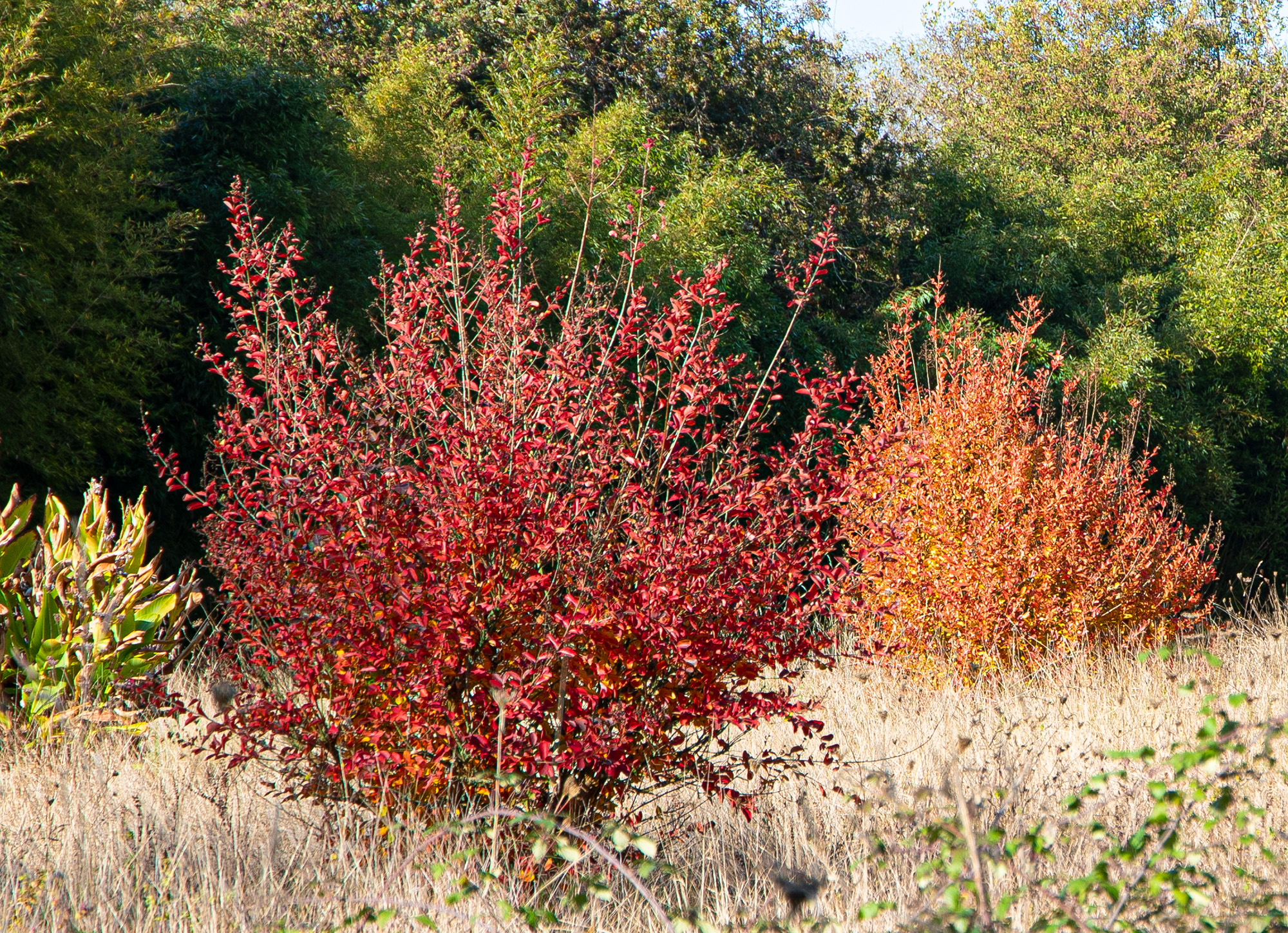 11 Lagerstroemias 1bis 081121.jpg