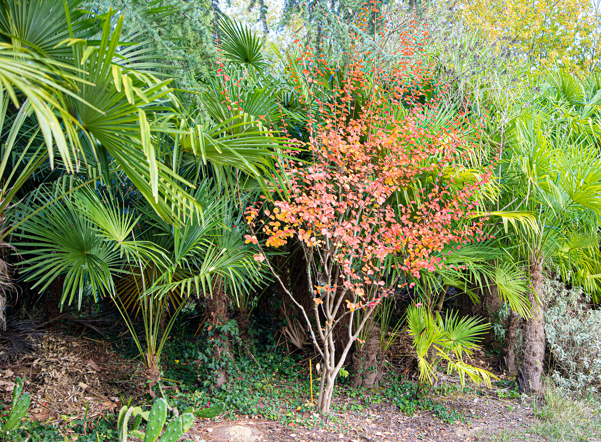 16 Lagerstroemia hors du parc1bis 081121.jpg