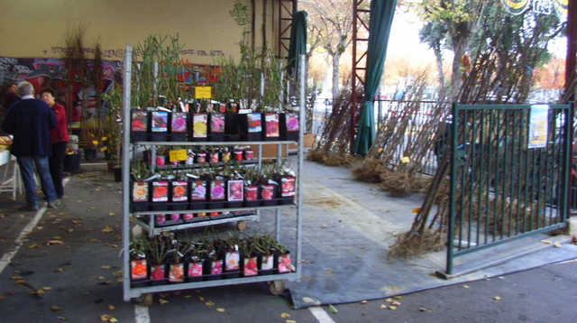 FDFR Foire (002).jpg