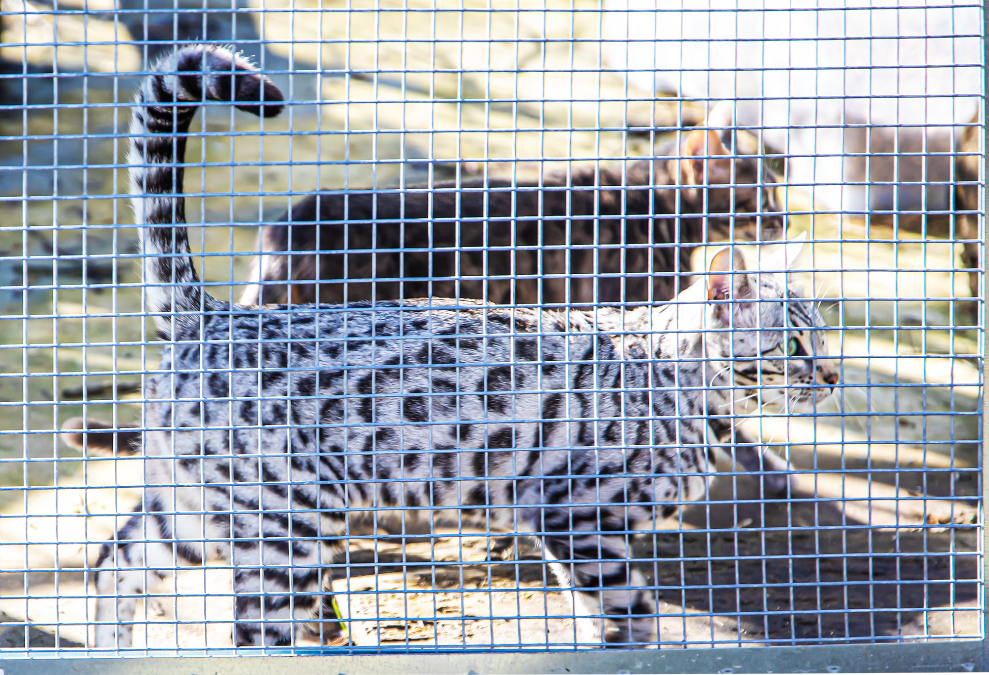 3 Deux cChatte du Bengale 1bis 080222.jpg