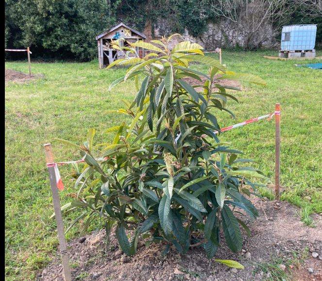 condom des arbres  5.JPG