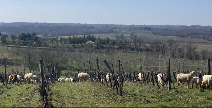 lagraulet moutons 1.JPG