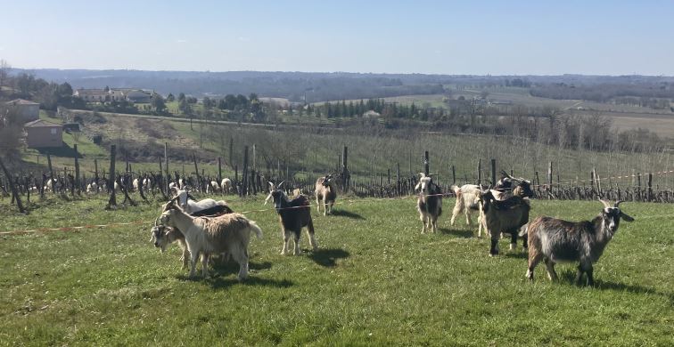 lagraulet moutons 5.JPG