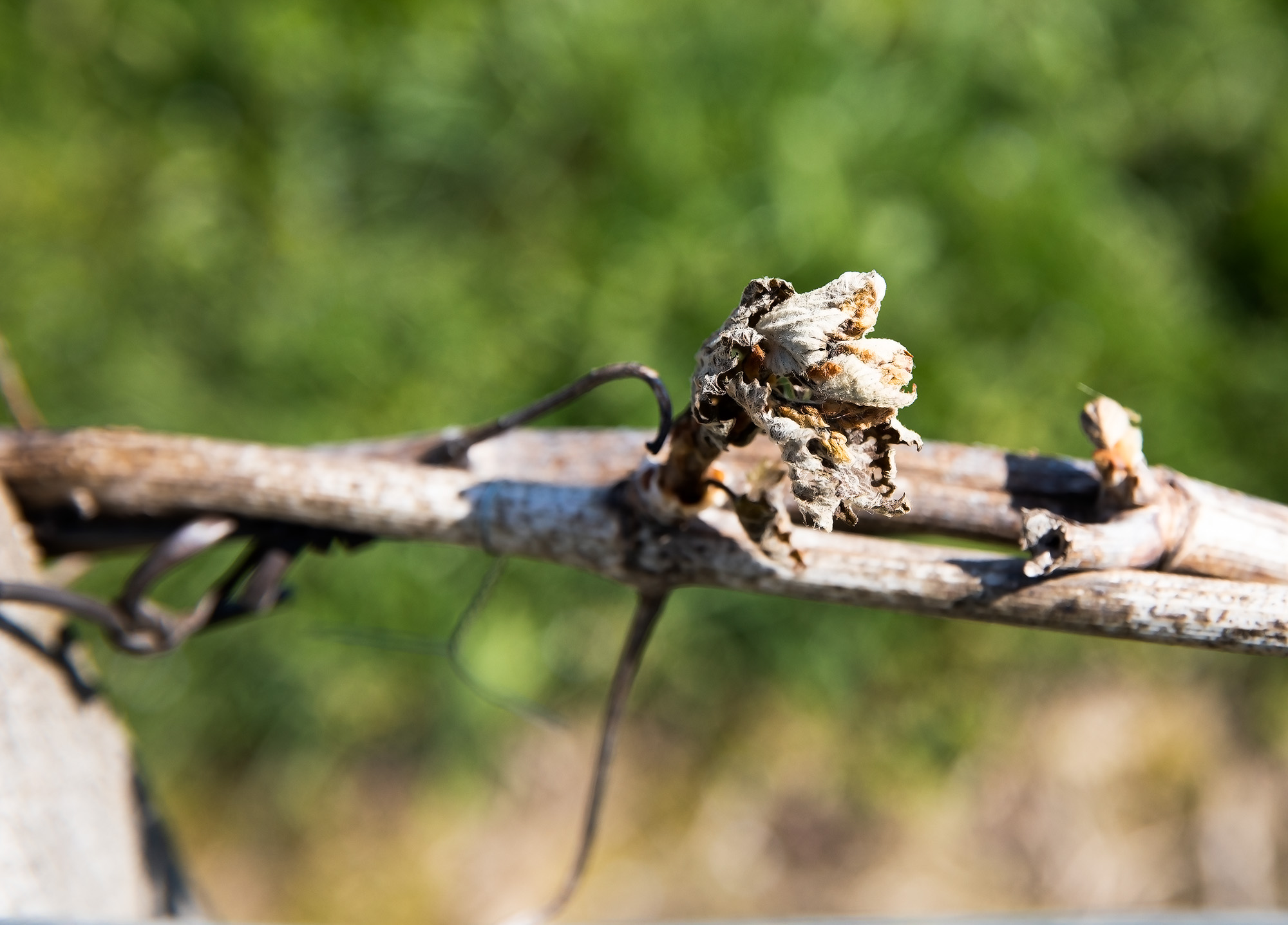 3 Bourgeons rûlés1bis 050422.jpg