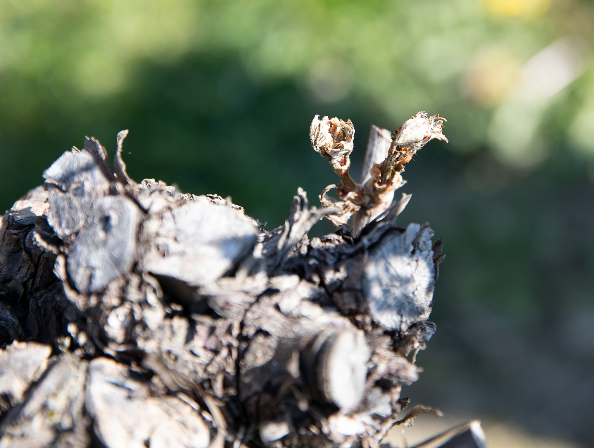 2 Bourgeons rûlés1bis 050422.jpg