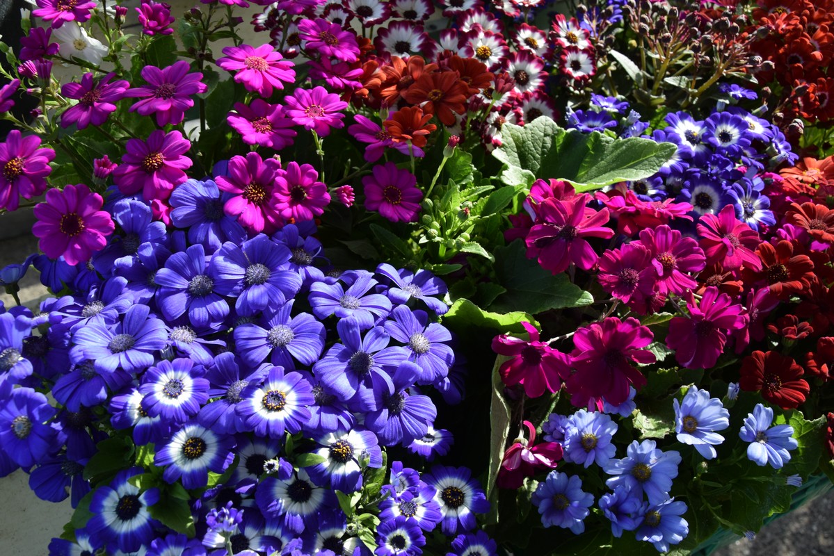 DSC_0031.jpg