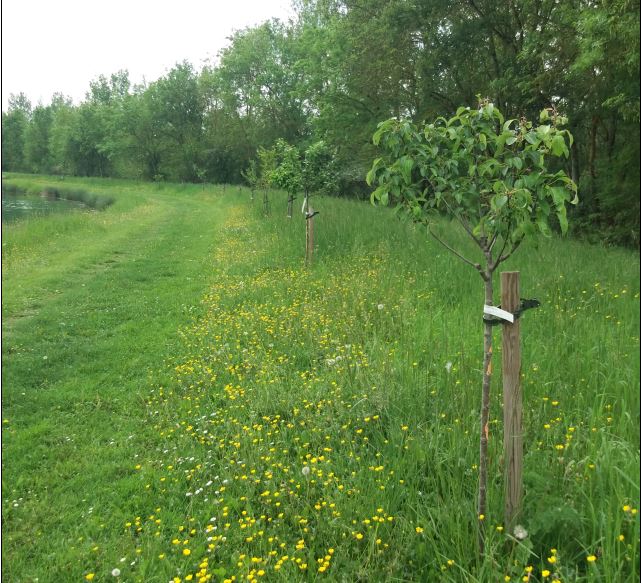 castera cb arbre.JPG
