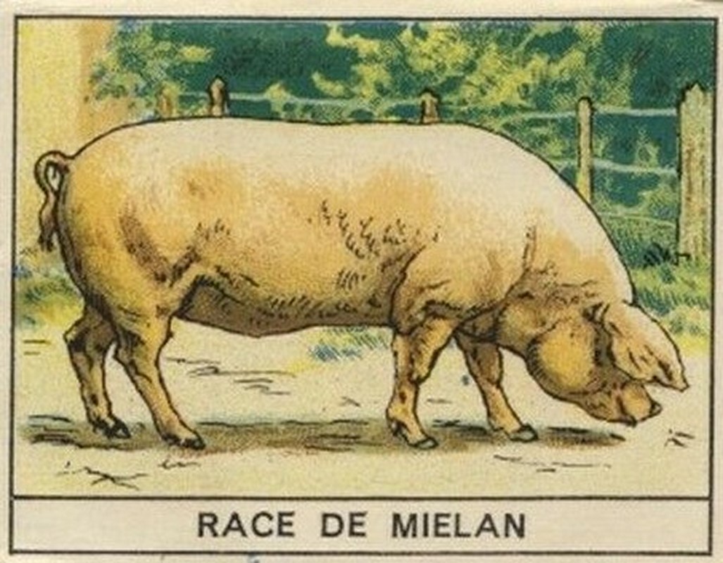 Porc de Mielan Recto [1280x768].jpg