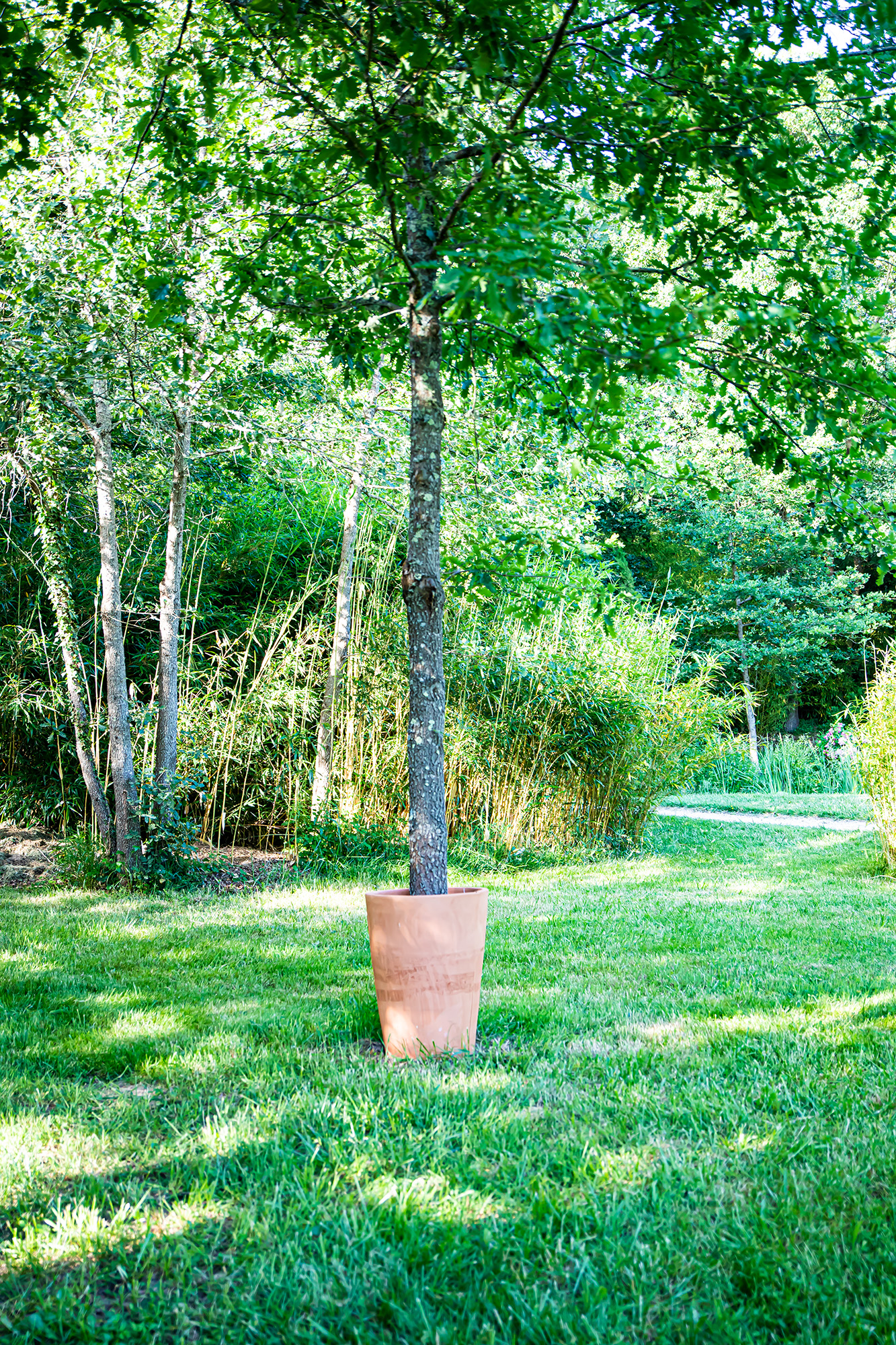 4 Arbre en pot 1bis 010622.jpg
