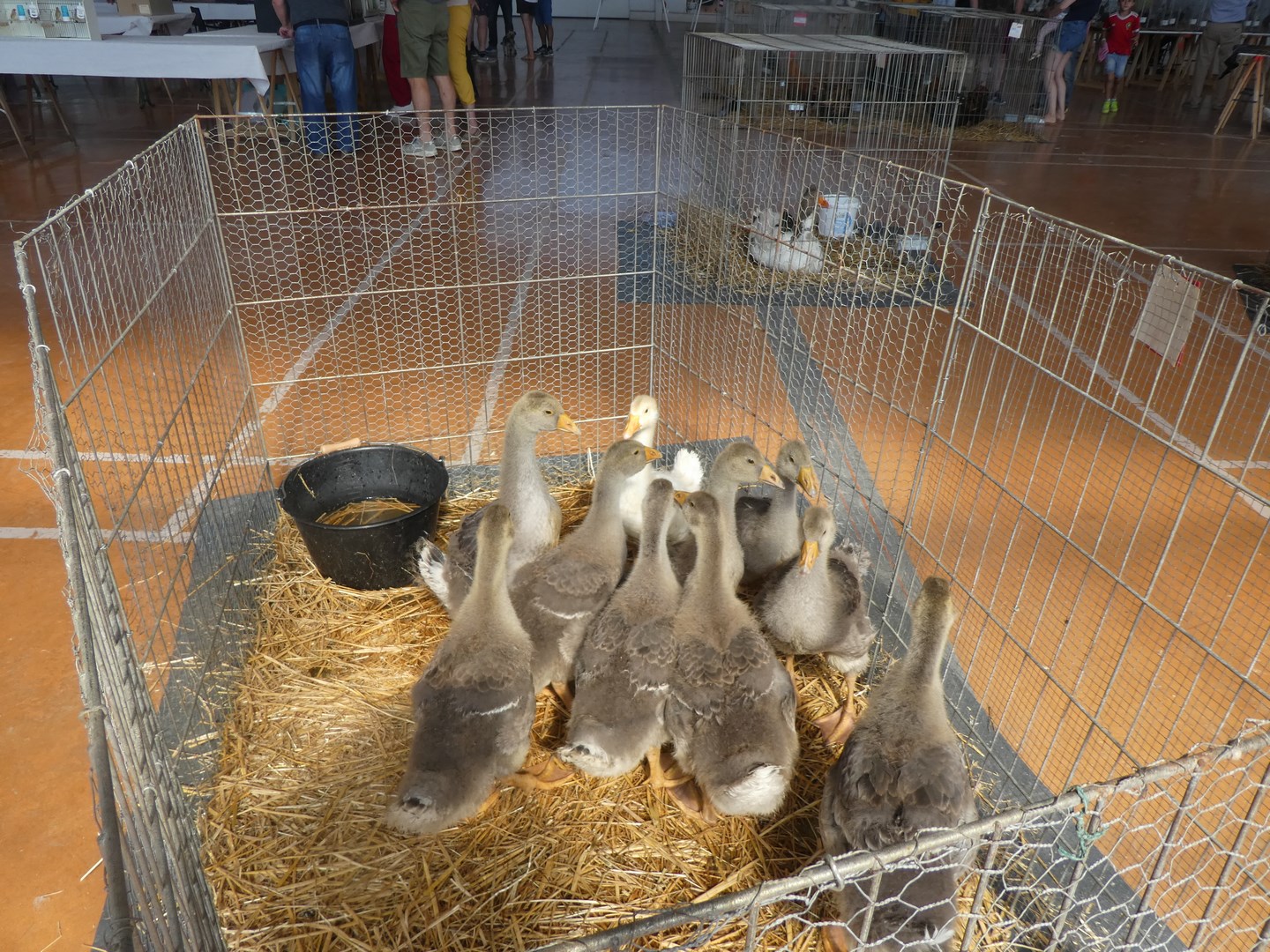 P1090127 (Copier).JPG