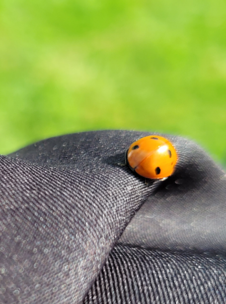 Une petite mascotte aucx couleurs du club posée sur la présidente toute la matinée.jpg
