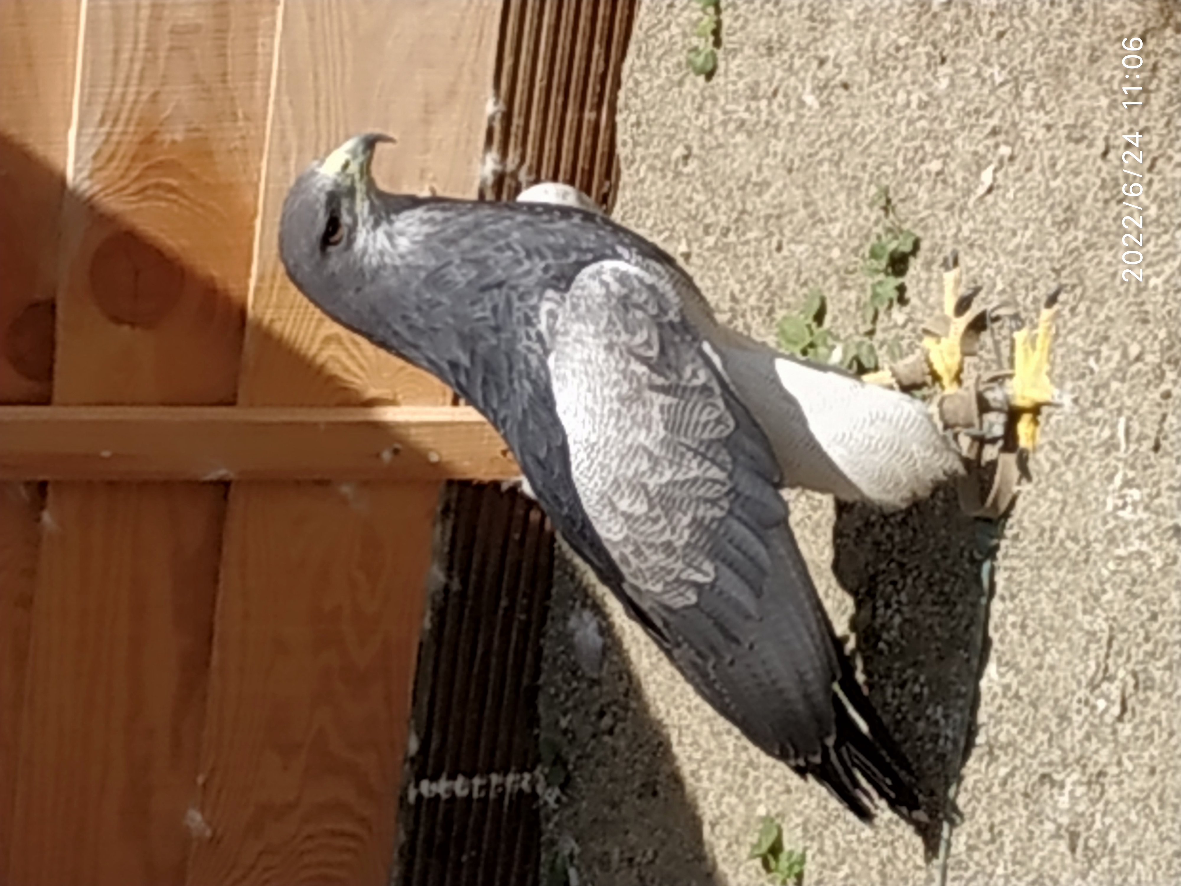 rapace.jpg