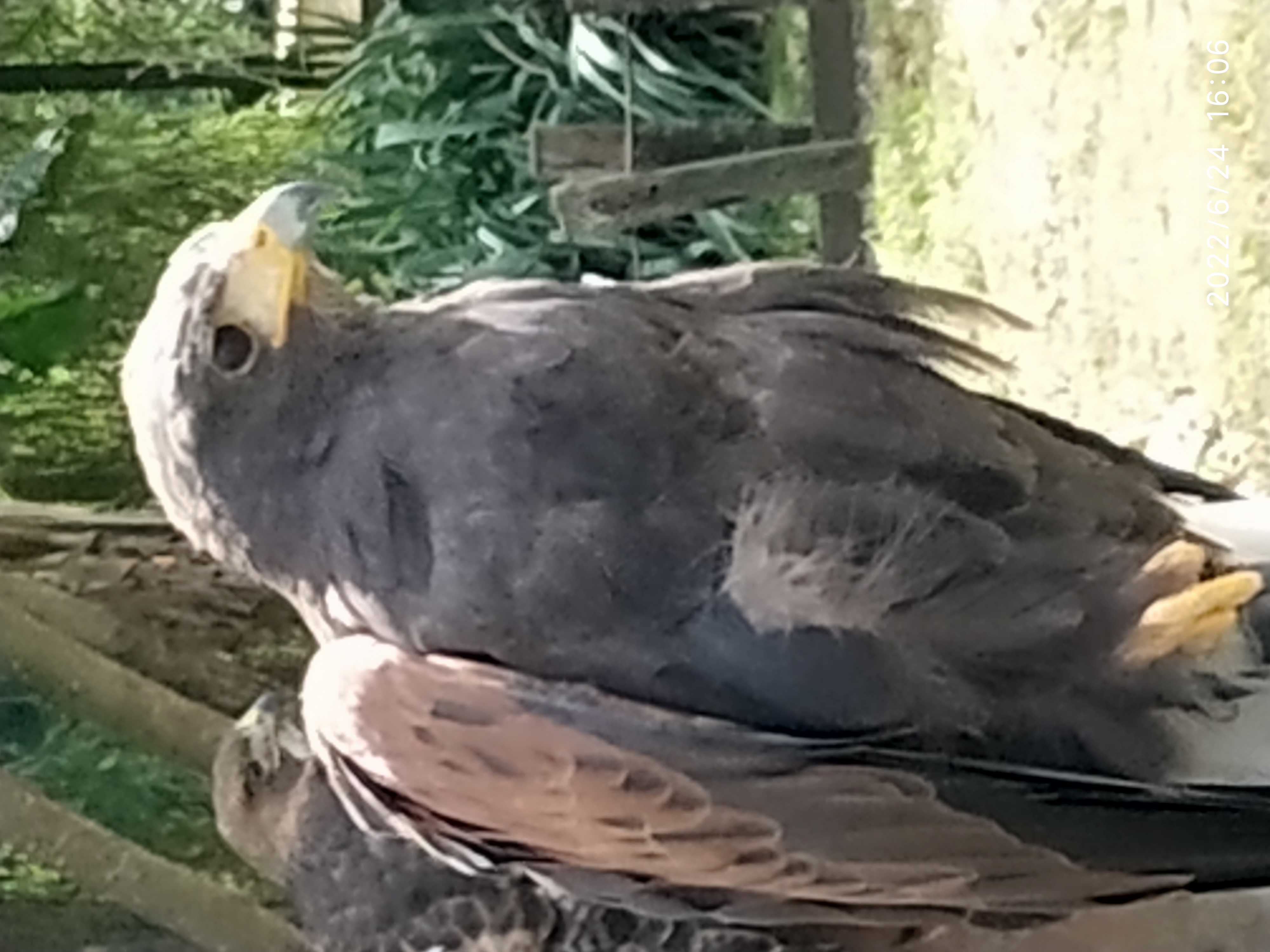 rapace 2.jpg