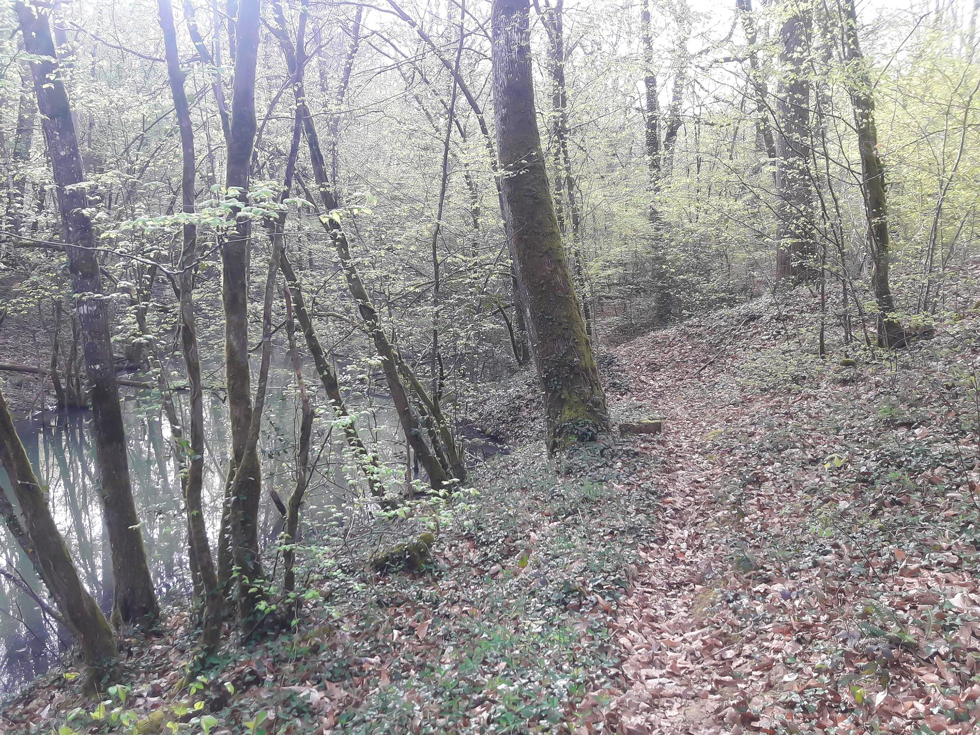 DR 2 ONF Franck Druillet zone de sénescence 1bis.jpg