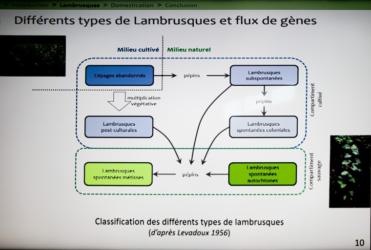 13 Différents types de lambrusques Thierry Laborde  1bis 200622.jpg