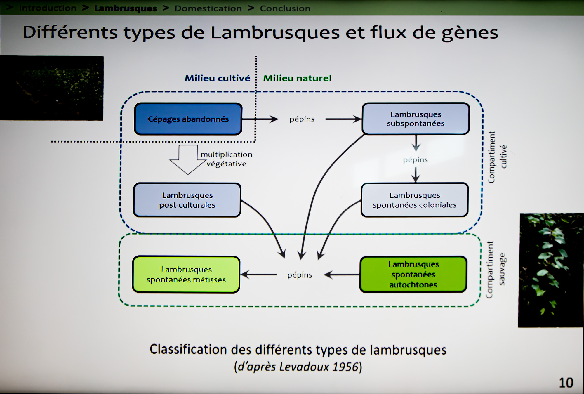 13 Différents types de lambrusques Thierry Laborde  1bis 200622.jpg