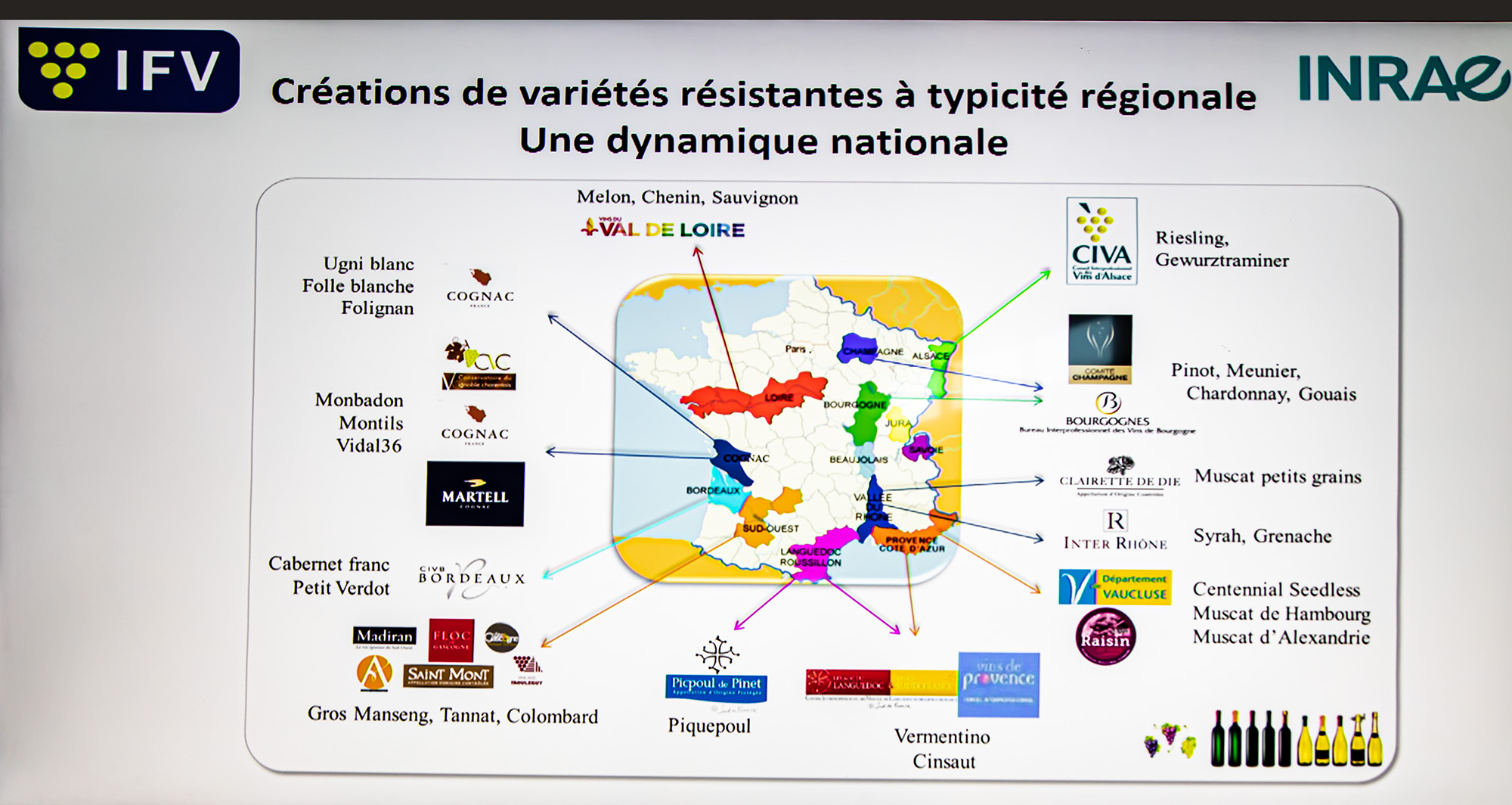 45 Variétés résistantes à typicité régionale Laurent Audiguin 1bis 200622.jpg