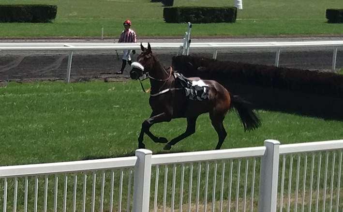 castera hippodrome cheval seul .jpg