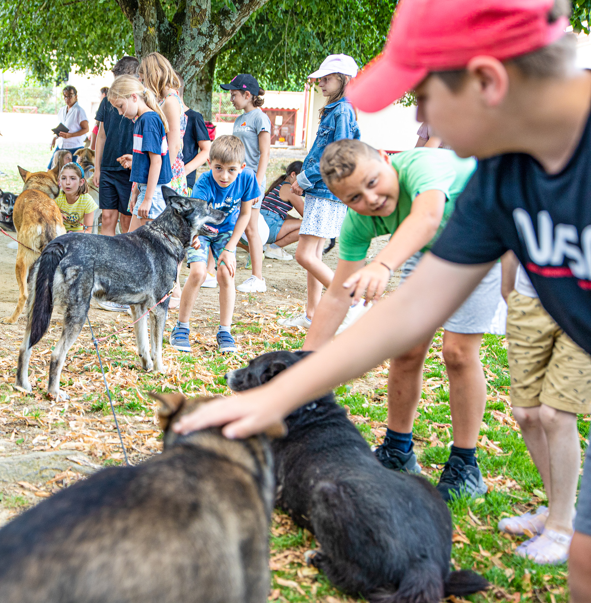 10 Les enfants caressent les chiens  1bis 050722.jpg