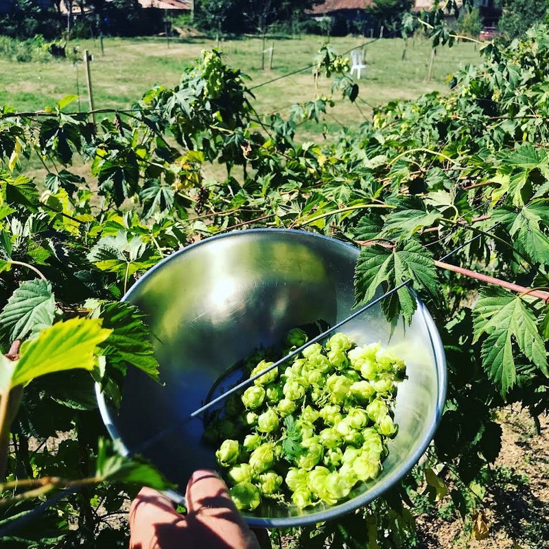 Houblon PHC [1280x768].jpg