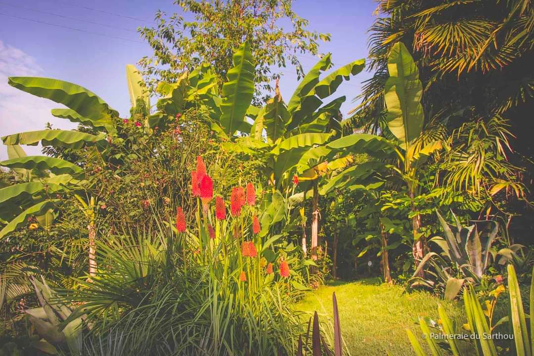 palmeraie 2.jpg