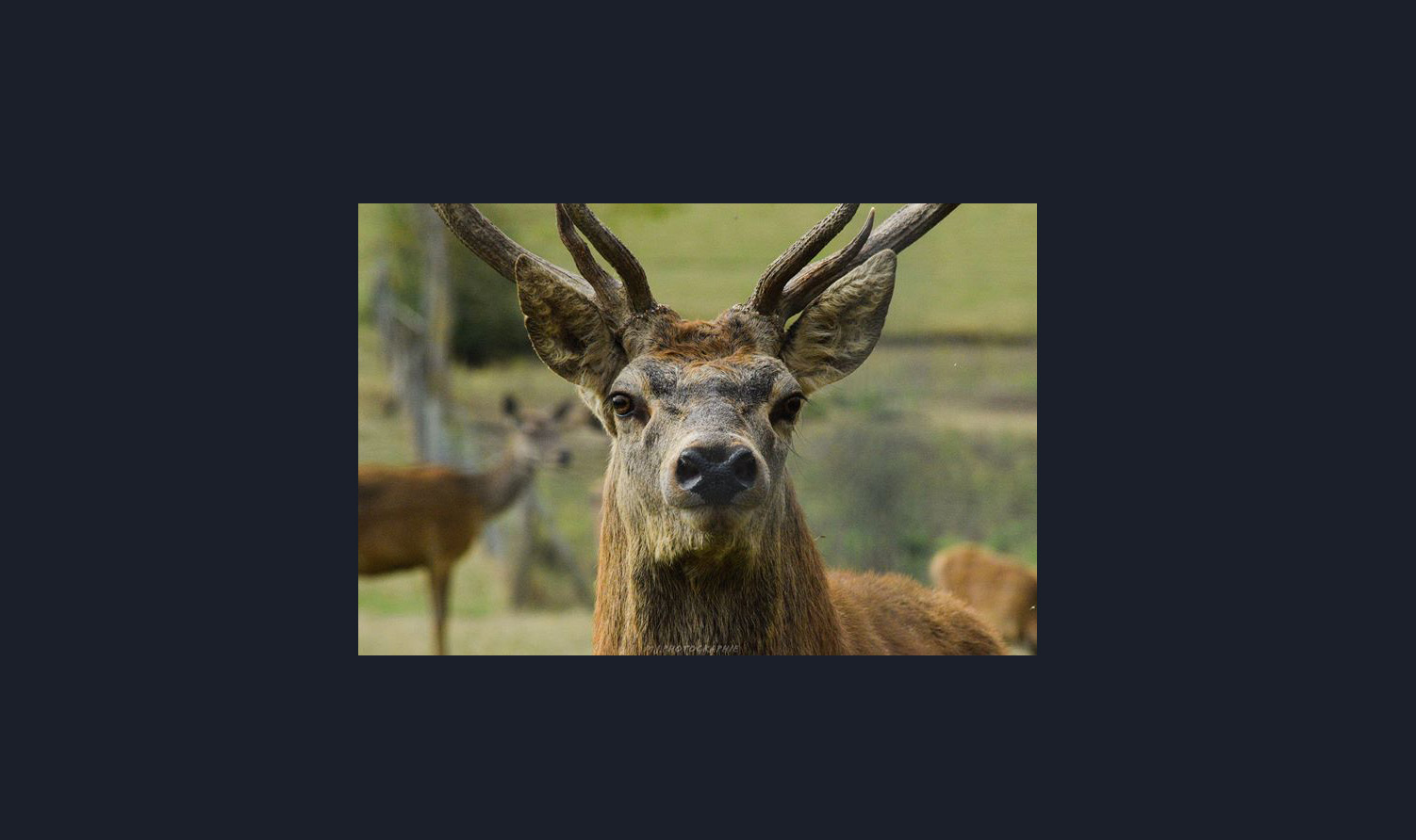 DR 2bis brame cerf.jpg