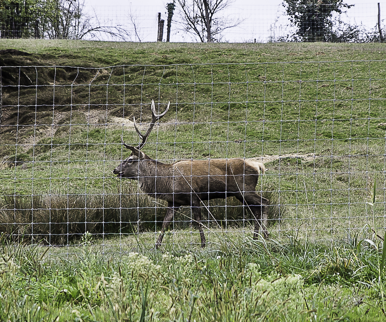 2 cerf 1bis 211015.jpg