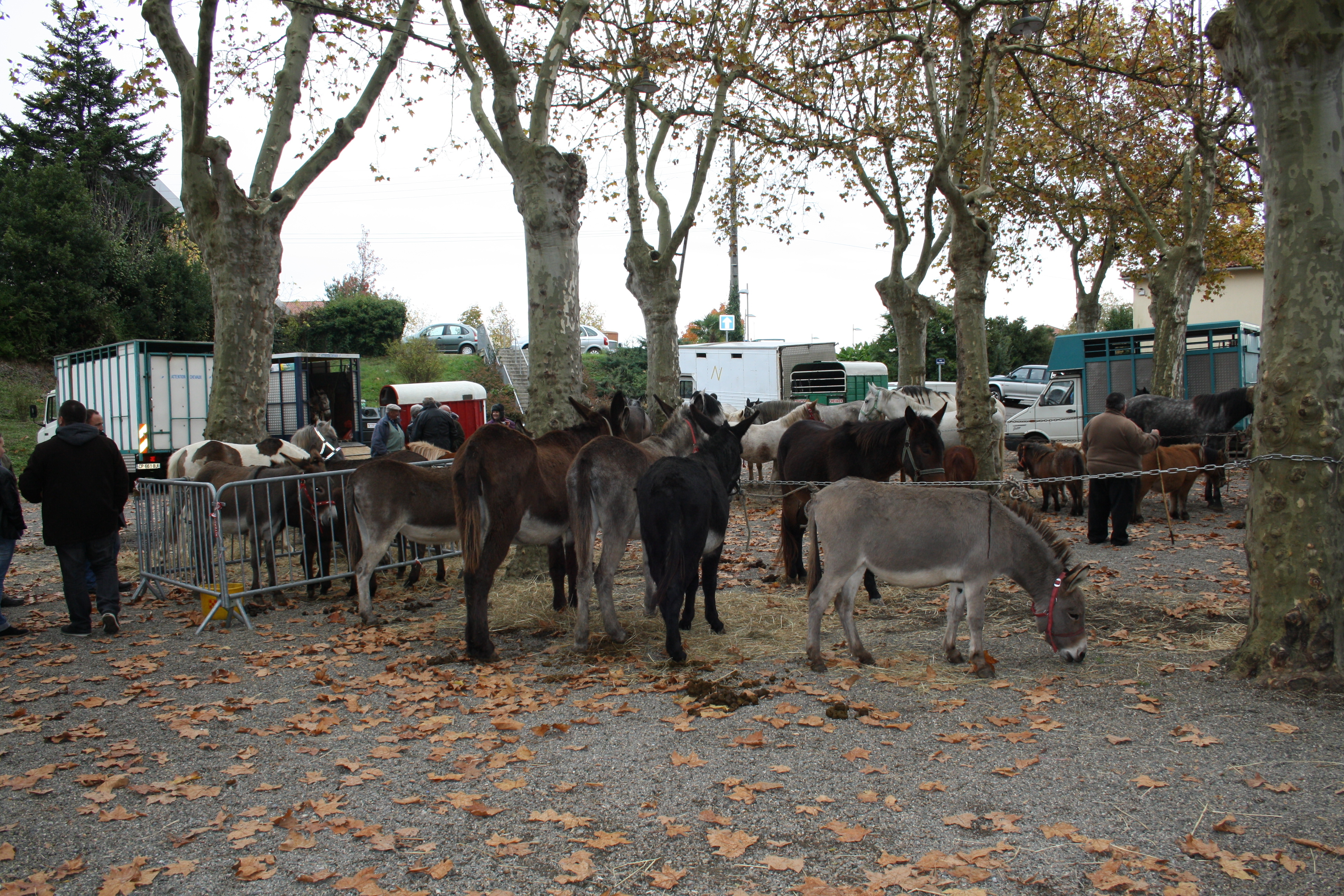 RISCLE FOIRE 11 NOV ARCH LL32   013.JPG