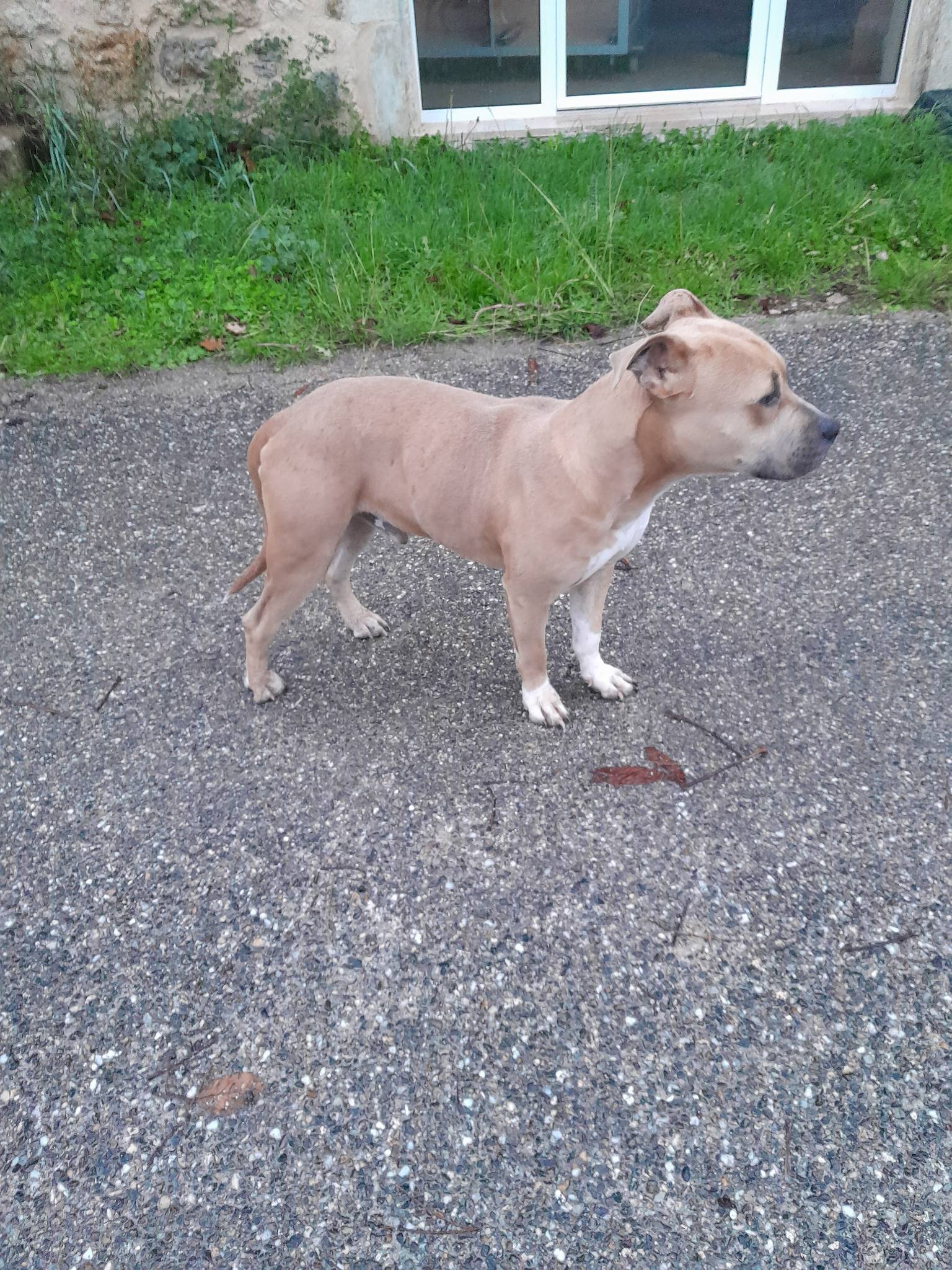 chien perdu.jpg