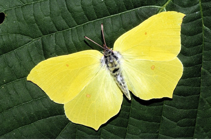 4 Citon papillon noe.orgpresses-les-citrons.jpg