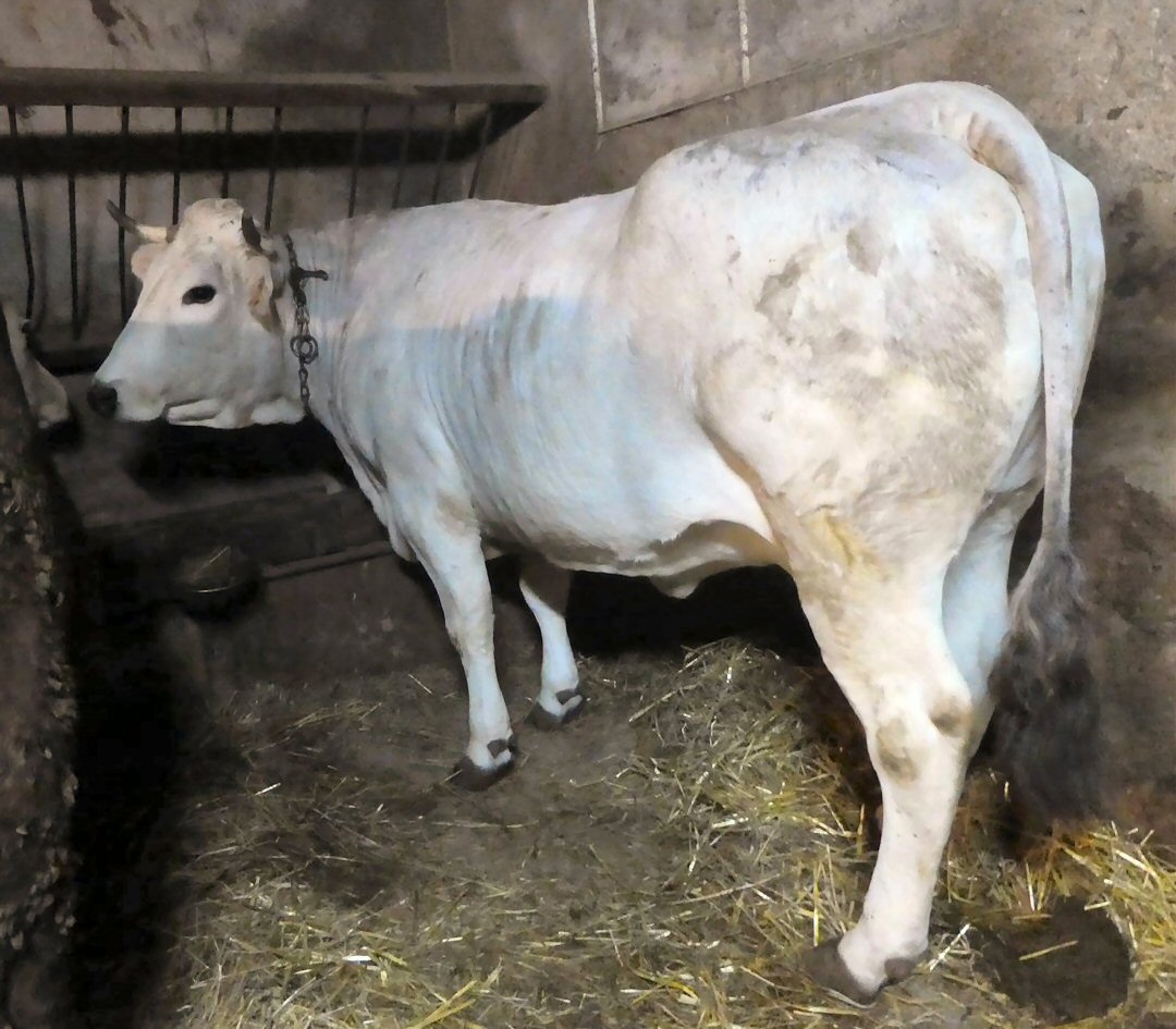 Mimosa, une morphologie de top Model