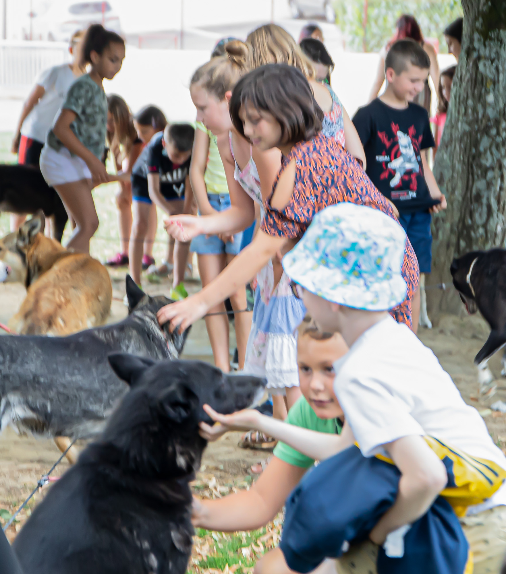9 Les enfants caressent les chiens  1bis 050722.jpg