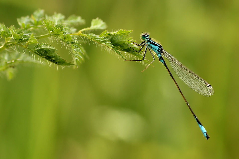 006.PHOTO-Arthropodes_Pixabay.jpg