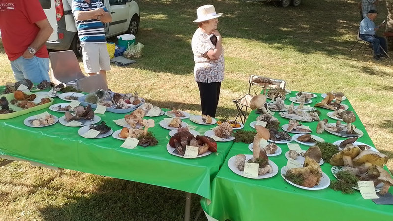 champignons expo 1.jpg