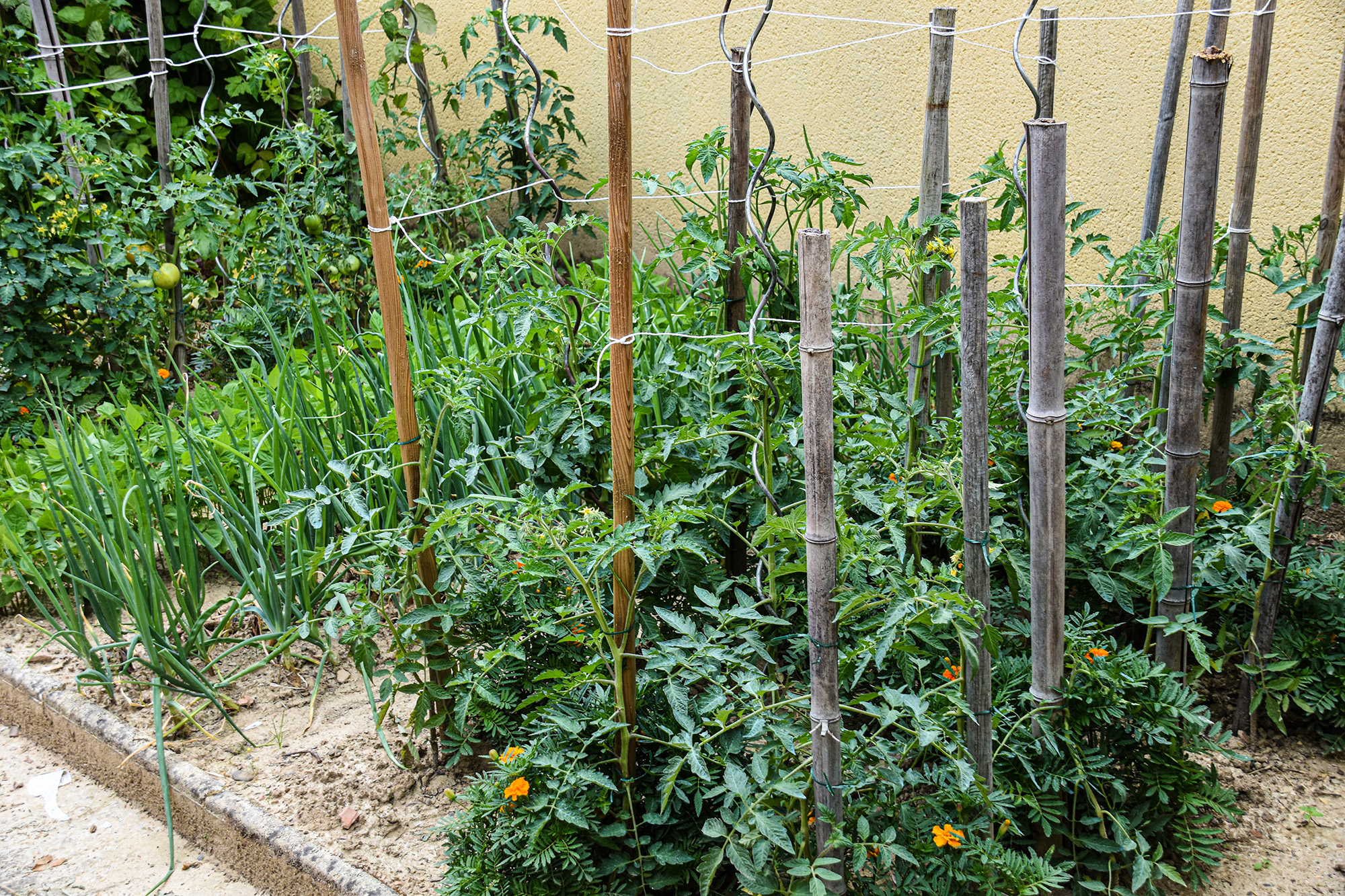 DR4 MMartinot potager1bis 260623.jpg
