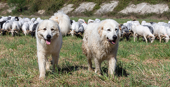 _MG_2938 le Patou, chien de montagne des Pyrénées, qui garde le troupeau .jpg