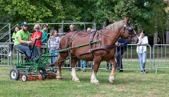 cheval au service du bien commun entretien d'espaces verts (002).jpg