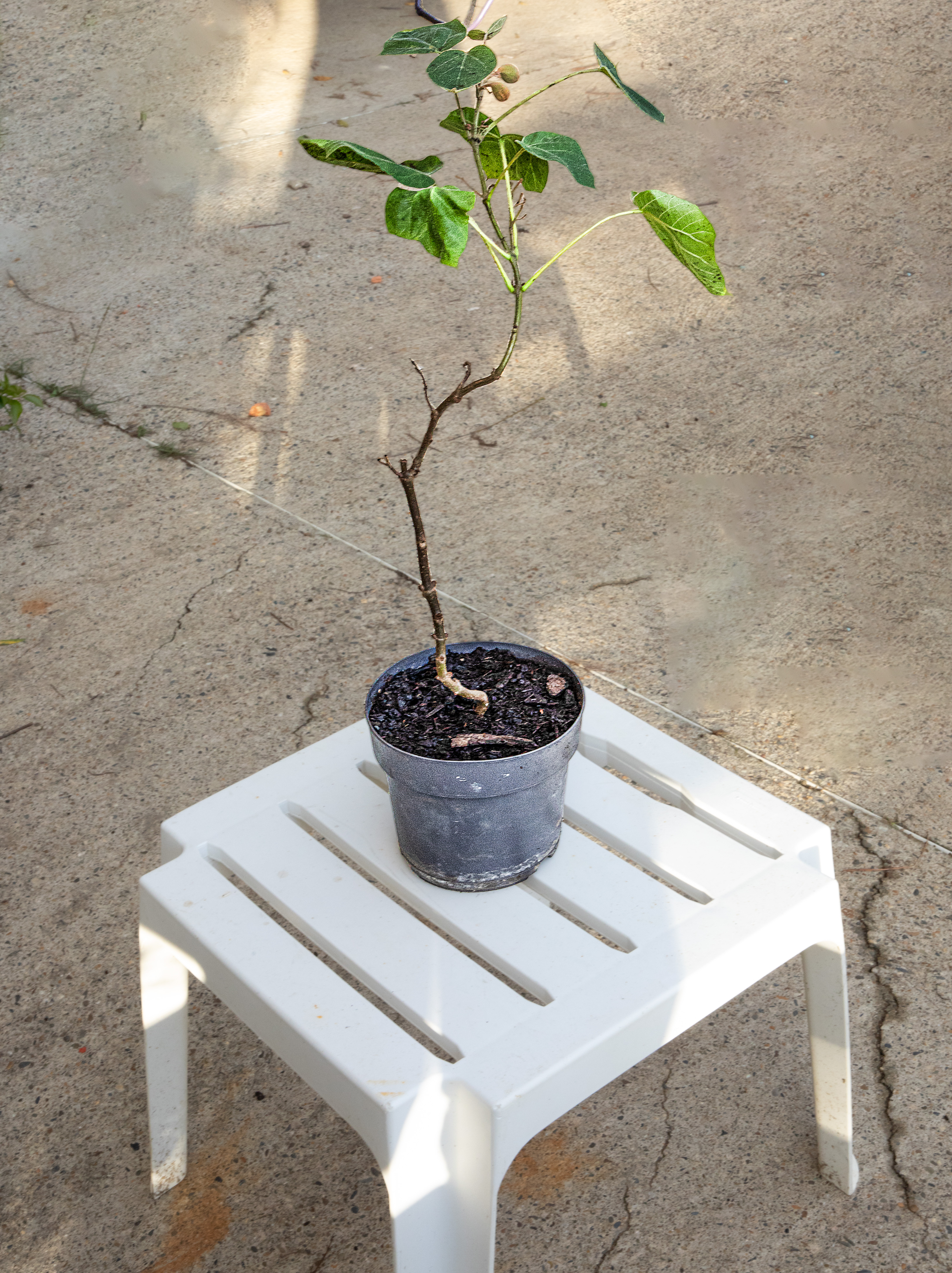 2 Potde paulownia  1bis 071123.jpg