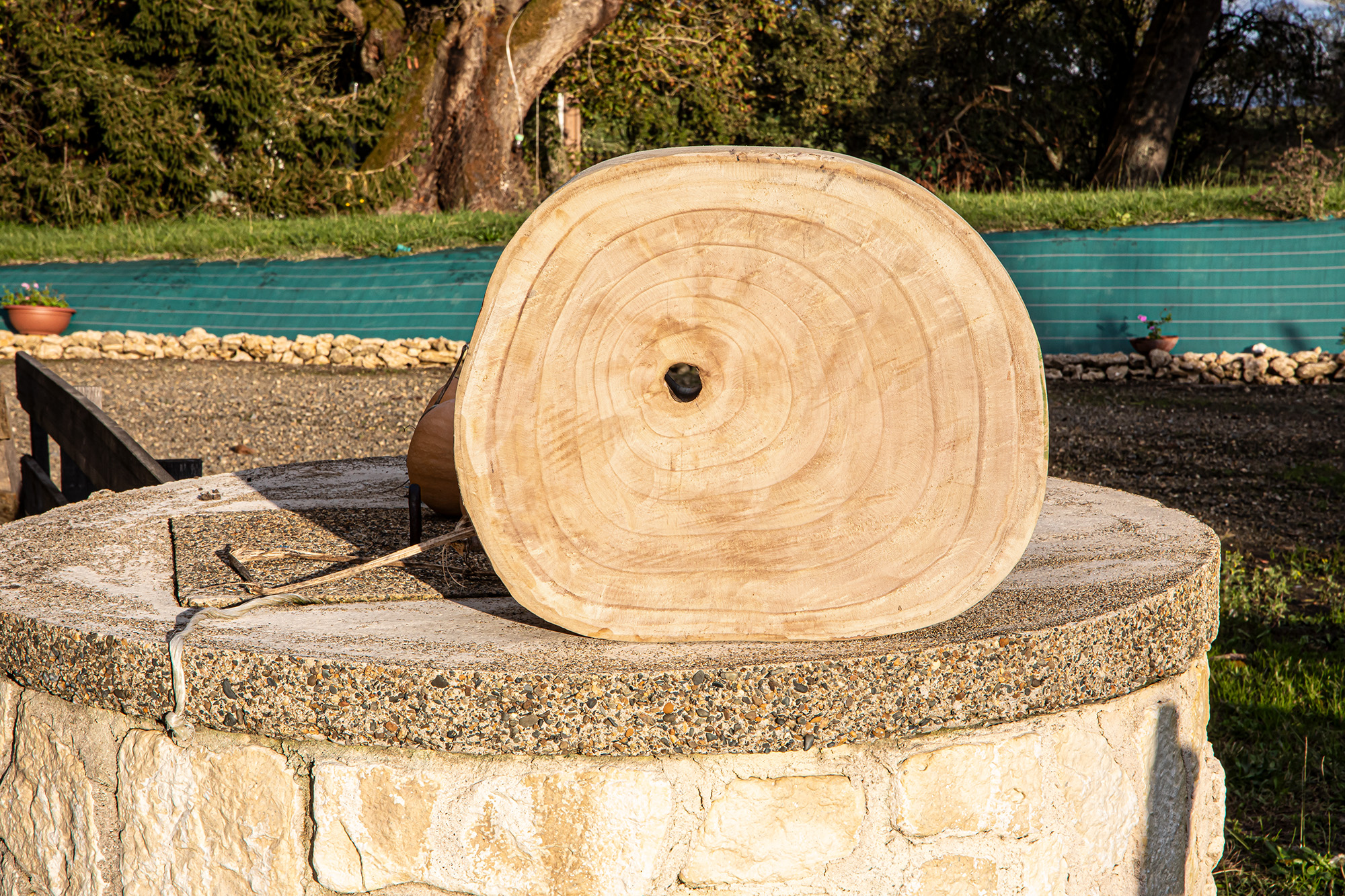 1 Tranche de paulownia de 9 ans 1bis 071123.jpg