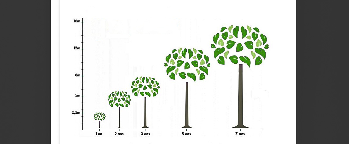 3 DR Croissance du paulownia www.arbrepaulownia.fr.  1bis 071123jpg.jpg