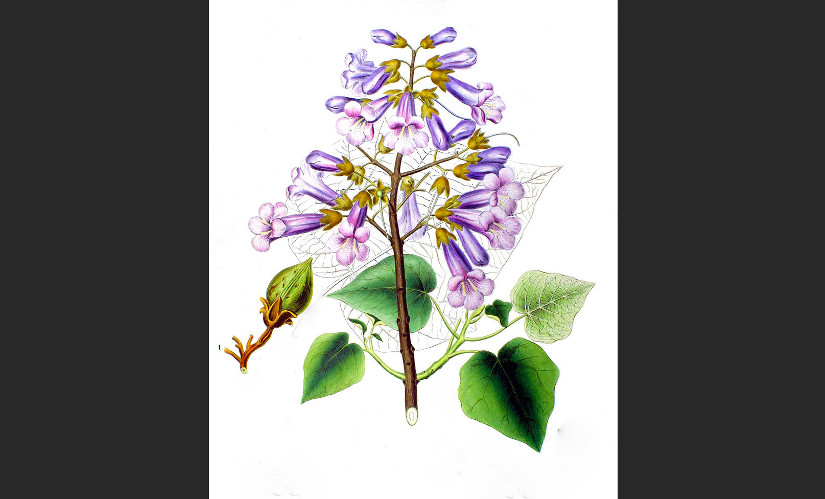 4 DR fleurs du paulownia  1bis 071123 fr.wikipedia.orgwikihttpsfr.wikipedia.orgwikiPaulownia.wikimedia.org.jpg