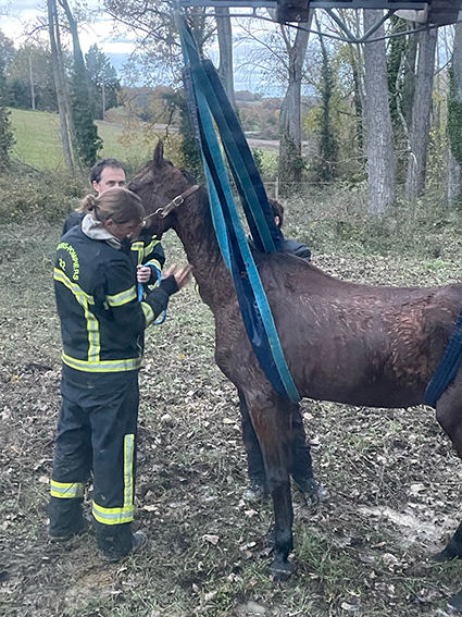 cheval secouru -  photo SDIS