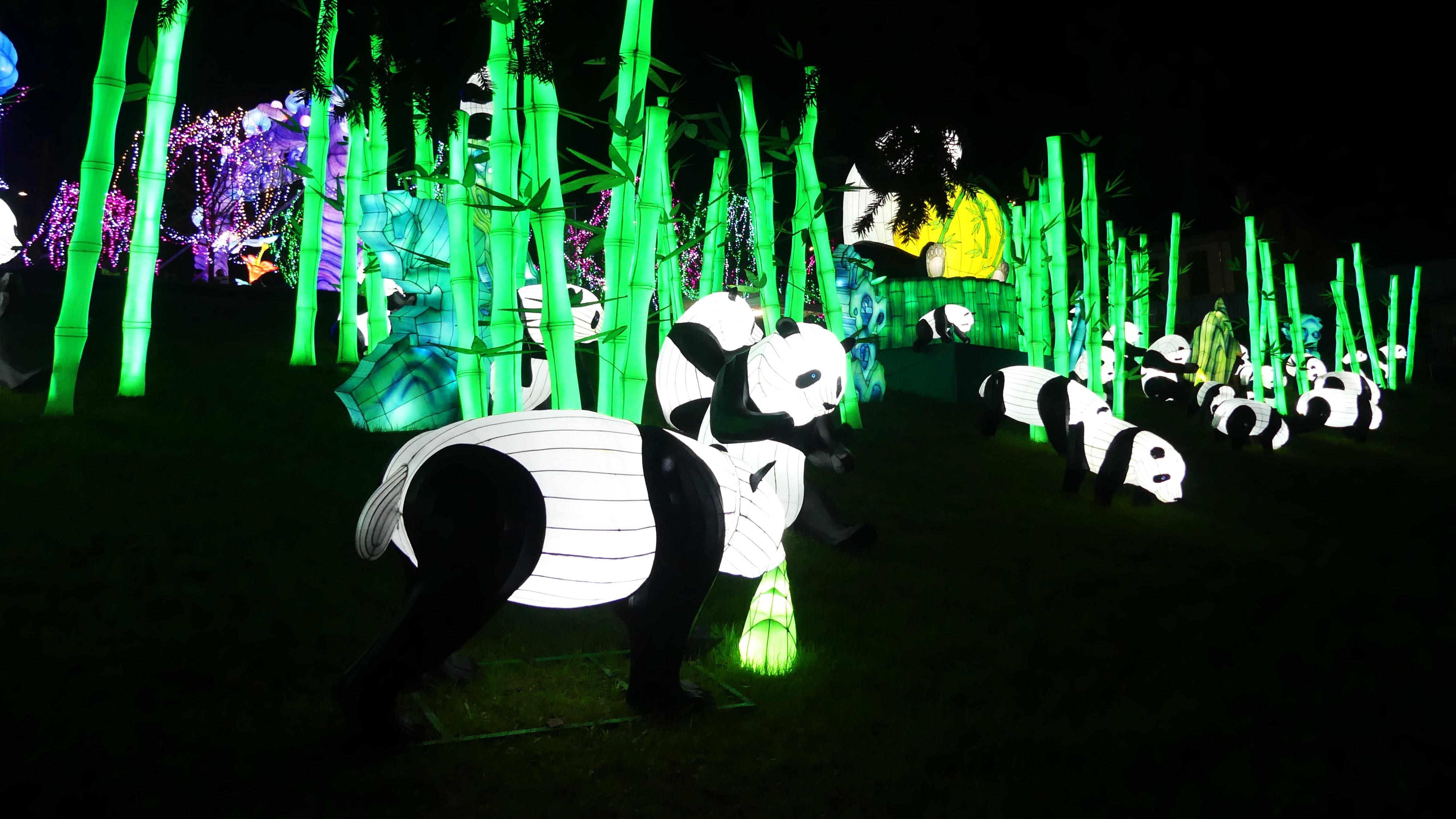 L'allée des pandas