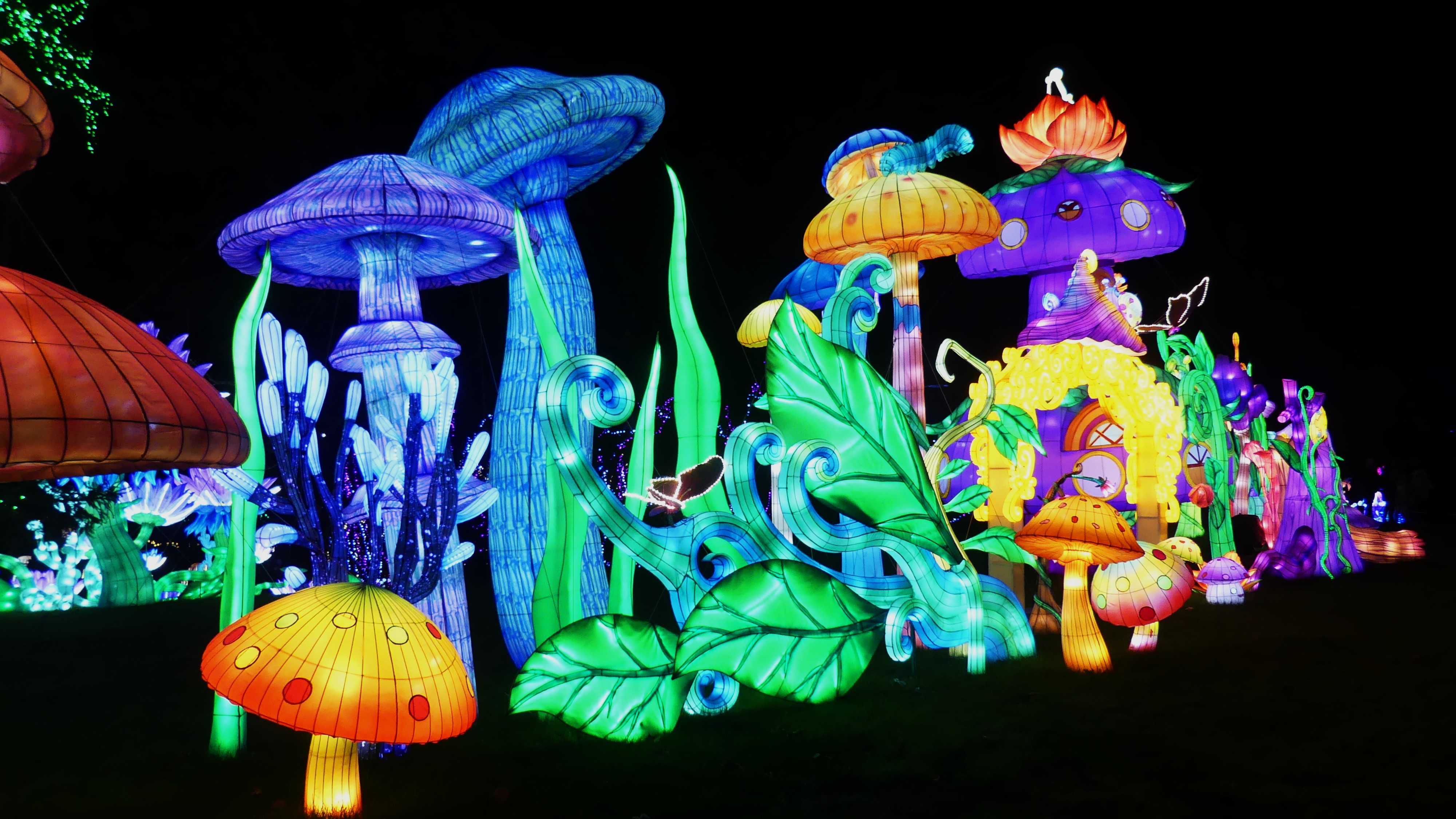 les champignons de Pandora ?